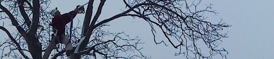 Bílovice nad Svitavou - kácení stromů
